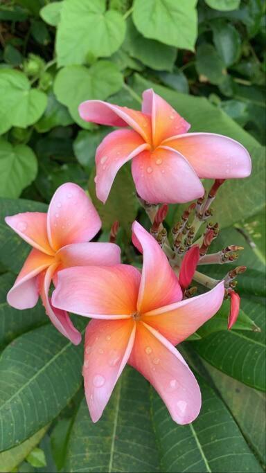 Punaauia  Ohani House 3 Double Bedrooms House In Punaauia, Tahiti מראה חיצוני תמונה